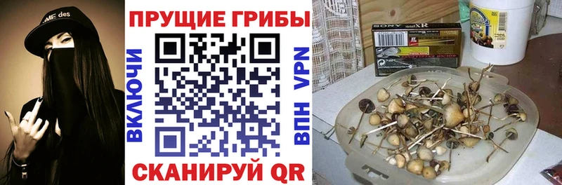 Галлюциногенные грибы Psilocybine cubensis Болгар
